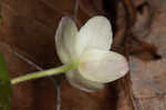Wood anemone